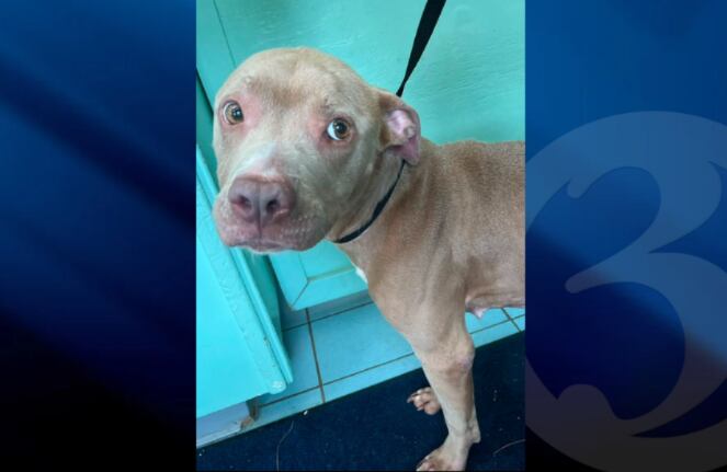 Dog found abandoned in poor condition in Woodbridge, animal control ...