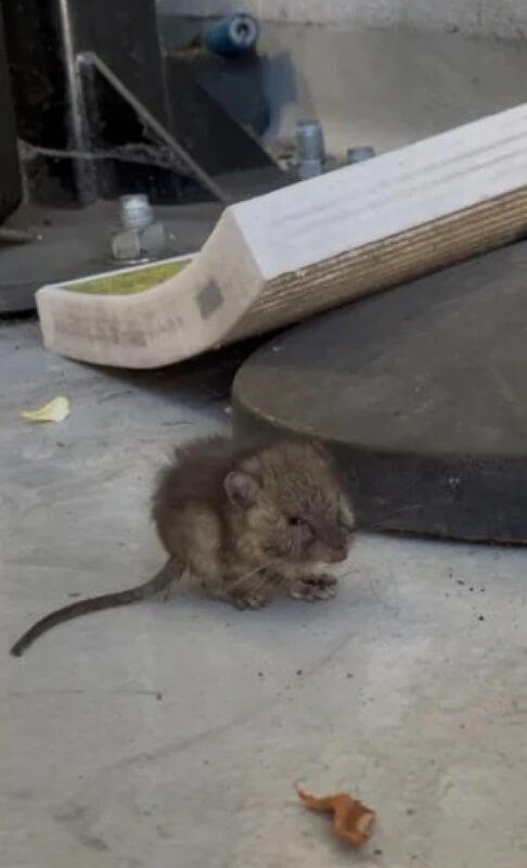 Auto shop finds mystery fluffball in customer's car