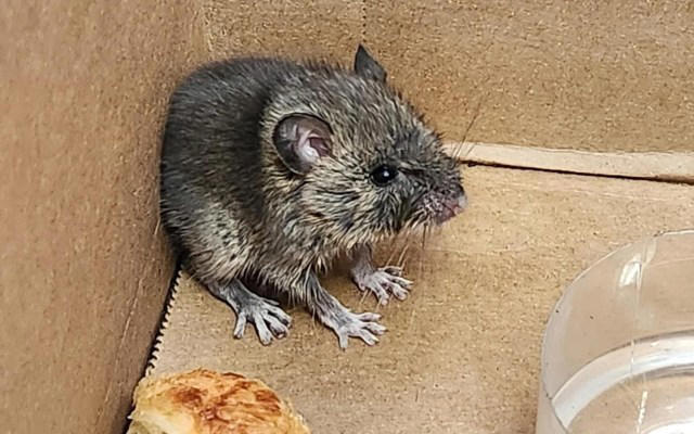 Auto shop finds mystery fluffball in customer's car