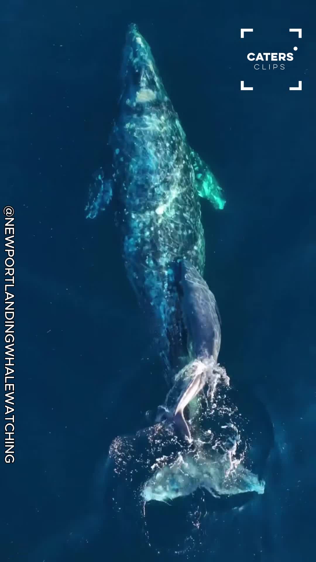 Drone captures rare glimpse of gray whale and newborn calf