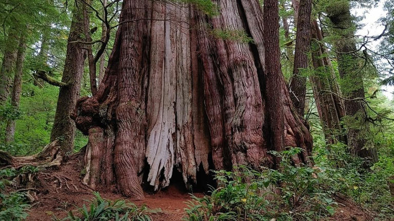 Canada's largest tree is a breathtaking West Coast gem nestled in ...