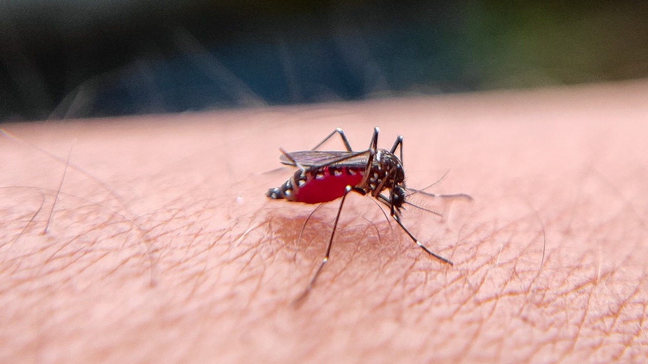 Dengue has already sickened more than 500 people in the US this year