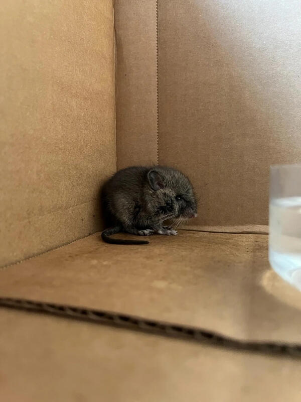 Auto shop finds mystery fluffball in customer's car