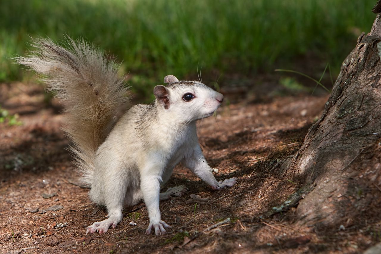 White Squirrel