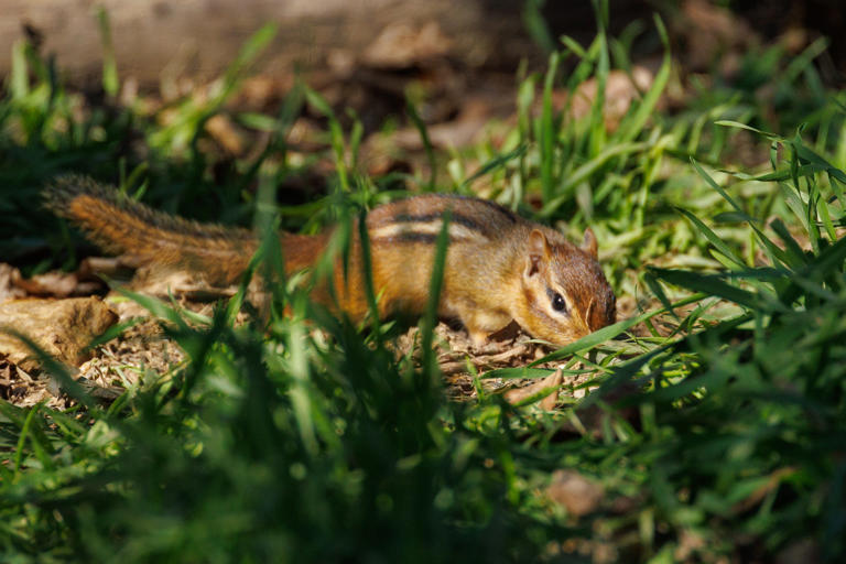 Has there been an explosion of chipmunks this year? Yes. Here's why