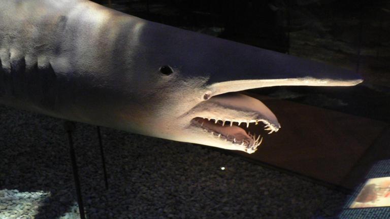 Scientists filmed the elusive goblin shark alive in the deep sea for ...