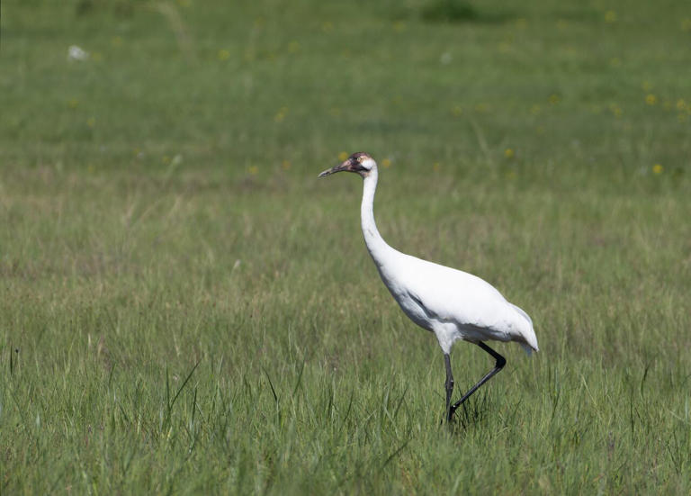 'Conservation success story': Endangered whooping crane makes rare ...