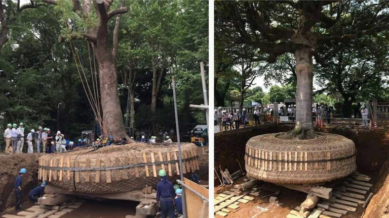 Why Japan relocates centuries-old trees for development projects ...