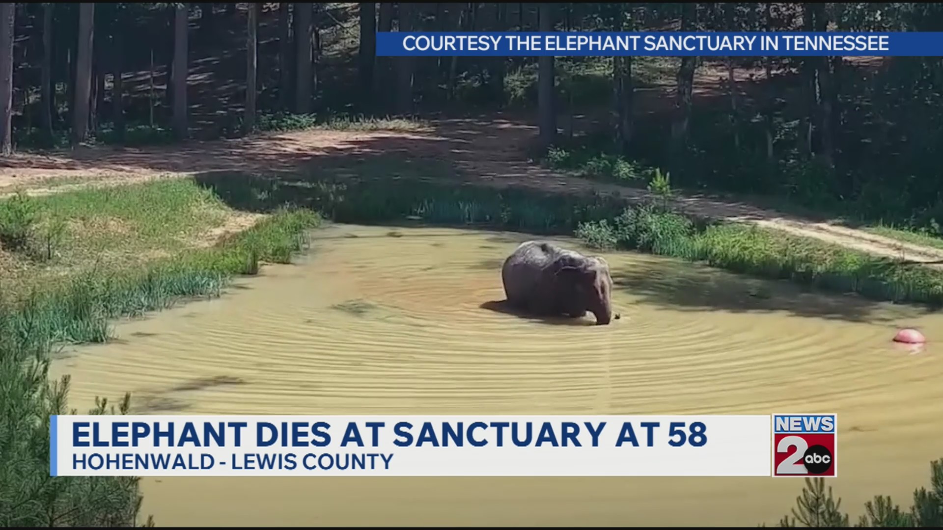 Elephant sanctuary mourns loss of longtime resident Sissy