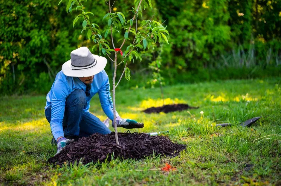 Home experts say these yard mistakes are surprisingly common