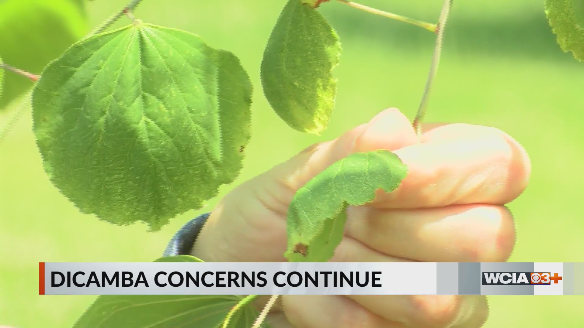 Local environmental experts seeking changes to damaging herbicide