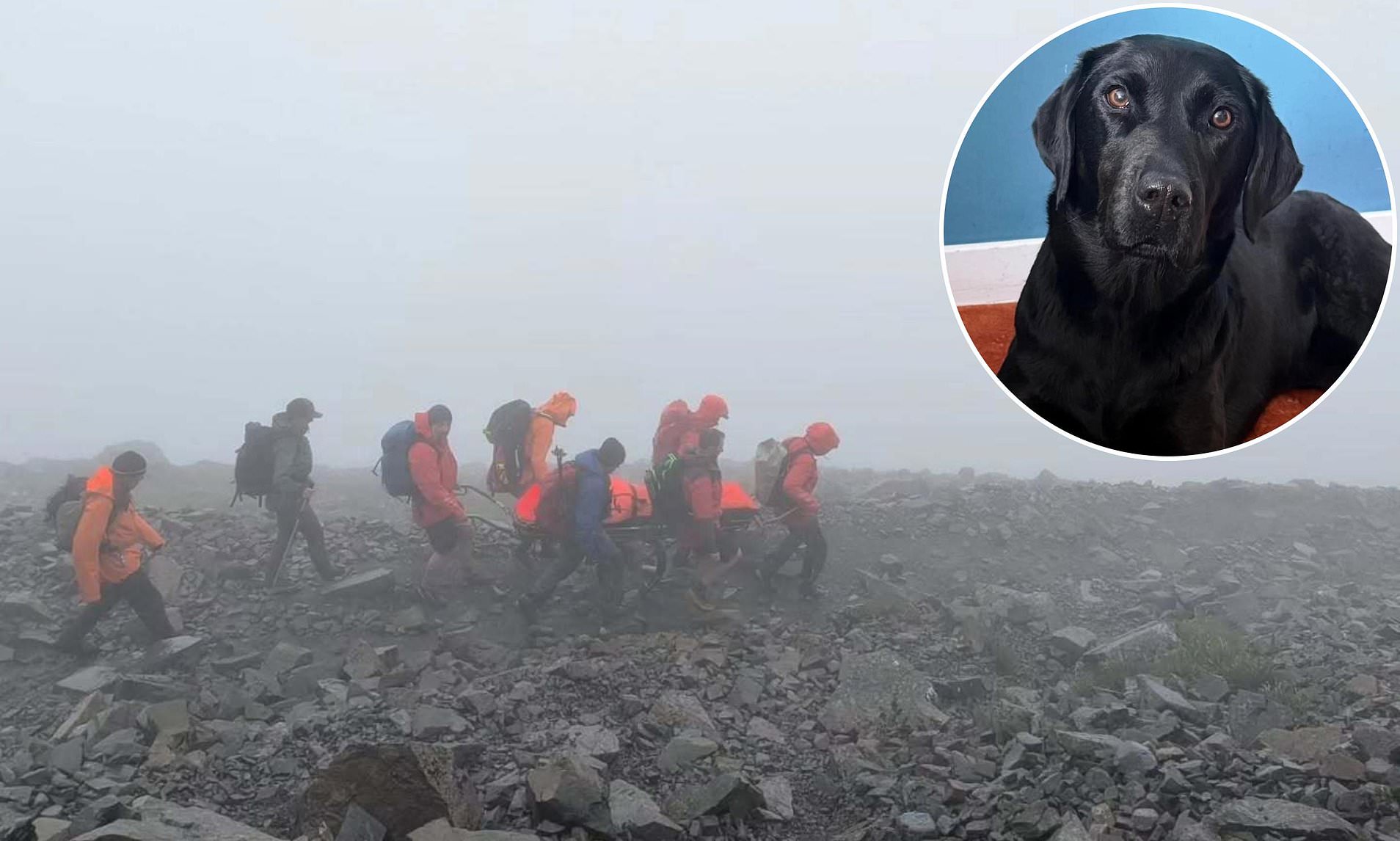 Rescued from the top of Ben Nevis - the dog stoned on cannabis (well it is Britain's 'highest' peak)