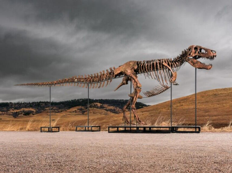 Rare South Dakota T rex fossil could bring more than $30 million at auction