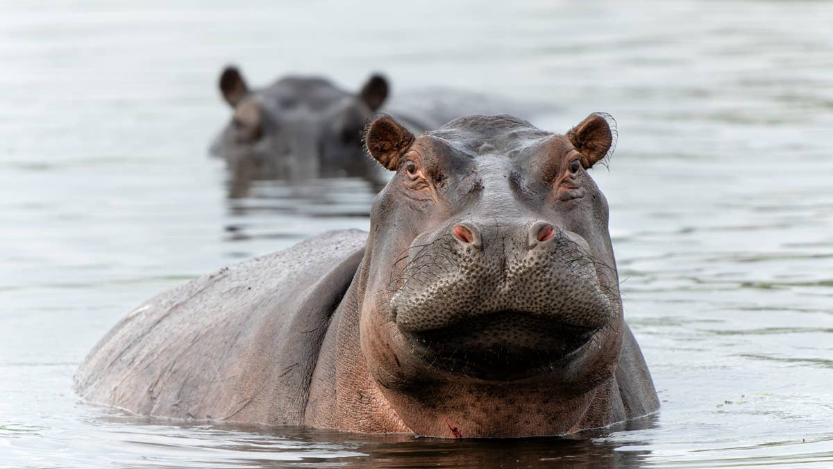 Man Serenades a Hippo, and Its Reaction Leaves Everyone Speechless