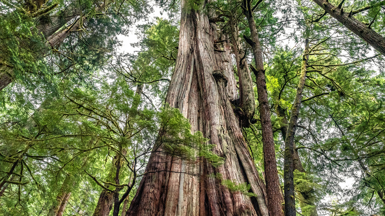 Canada's largest tree is a breathtaking West Coast gem nestled in ...