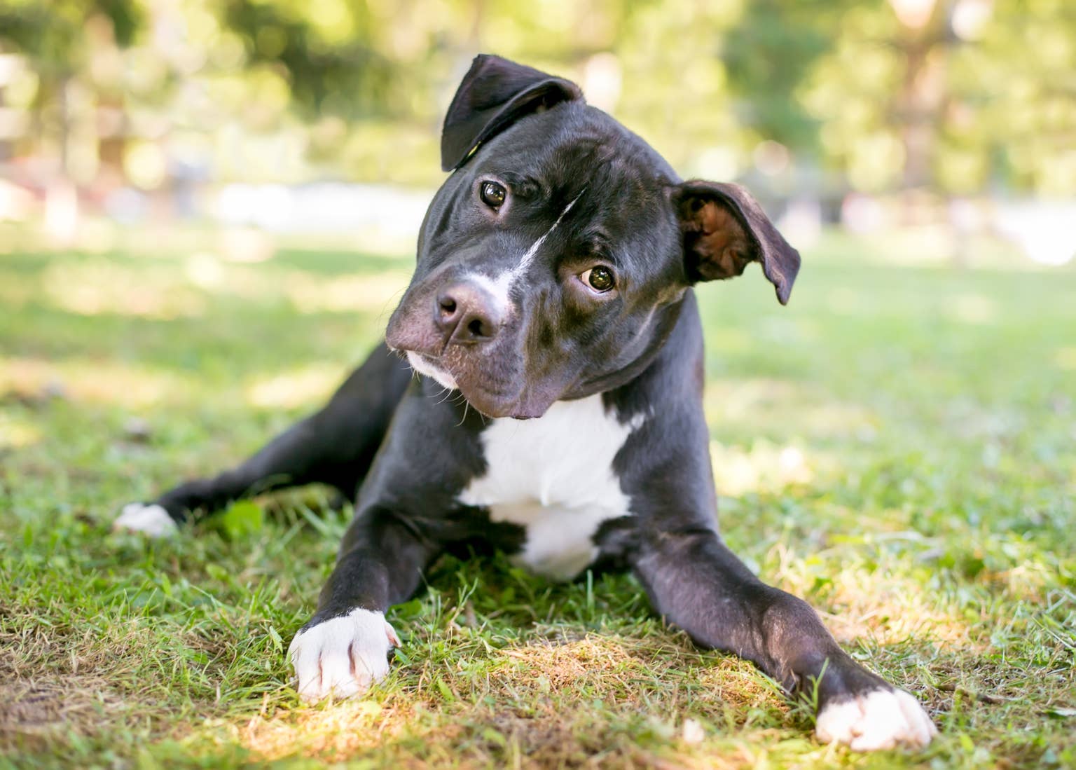 Senior Dog Who's Waited Longer Than Any Other at Her Shelter Just Wants Someone to Love Her