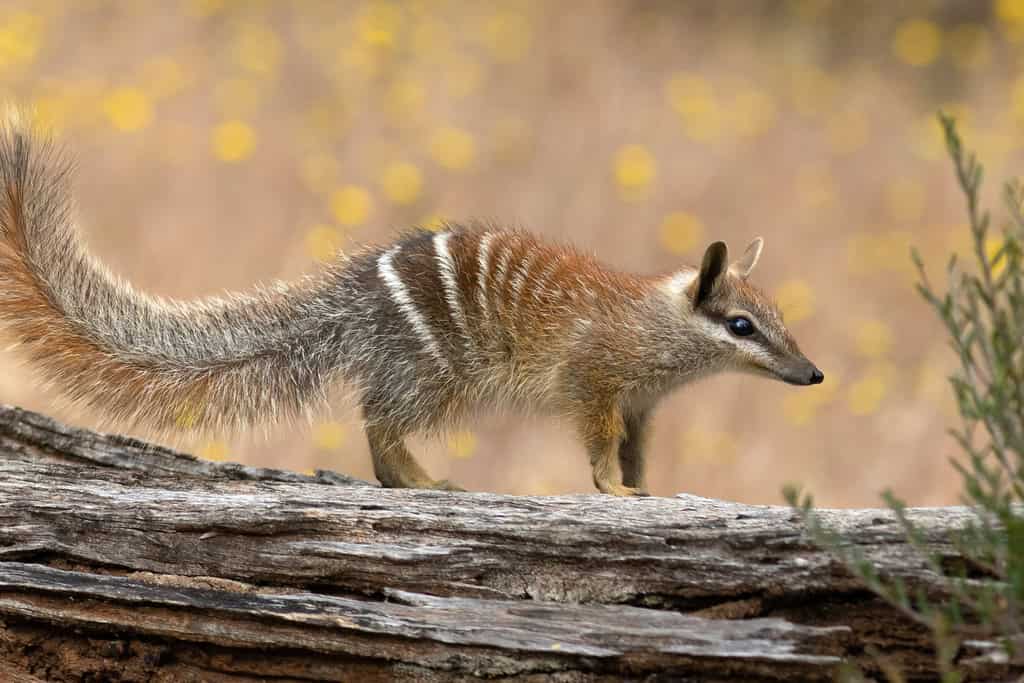 Australia’s cutest banded anteater is finally on the mend after 40 ...