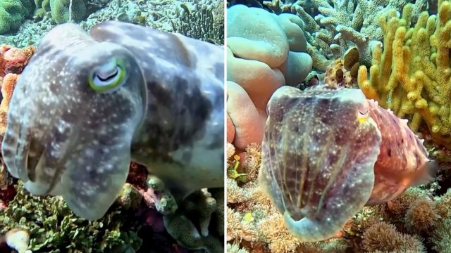 Video shows broadclub cuttlefish cycling through color patterns for ...
