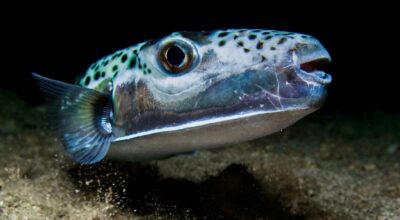 « Les pêcheurs sont payés pour les capturer » : ces poissons aux ...