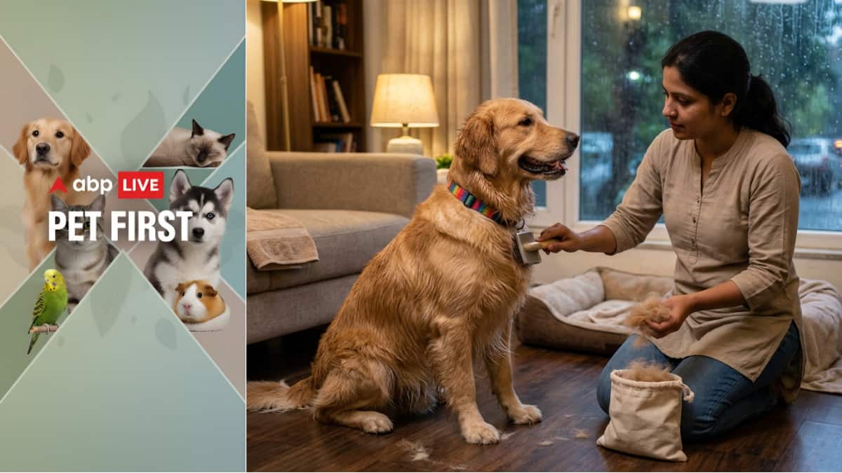 Pet first | 6 tips to manage excess hair shedding in dogs during monsoon