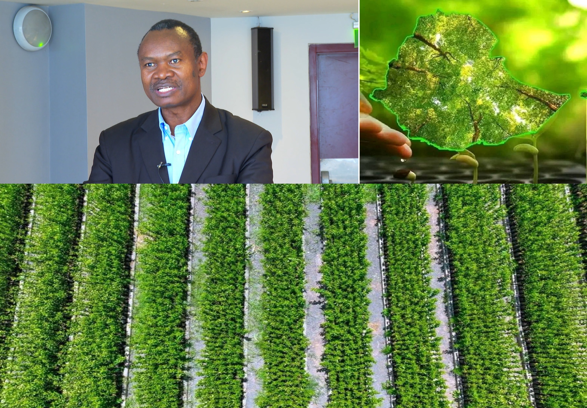 Ethiopia's Green Legacy Initiative sets global example for inclusive ...