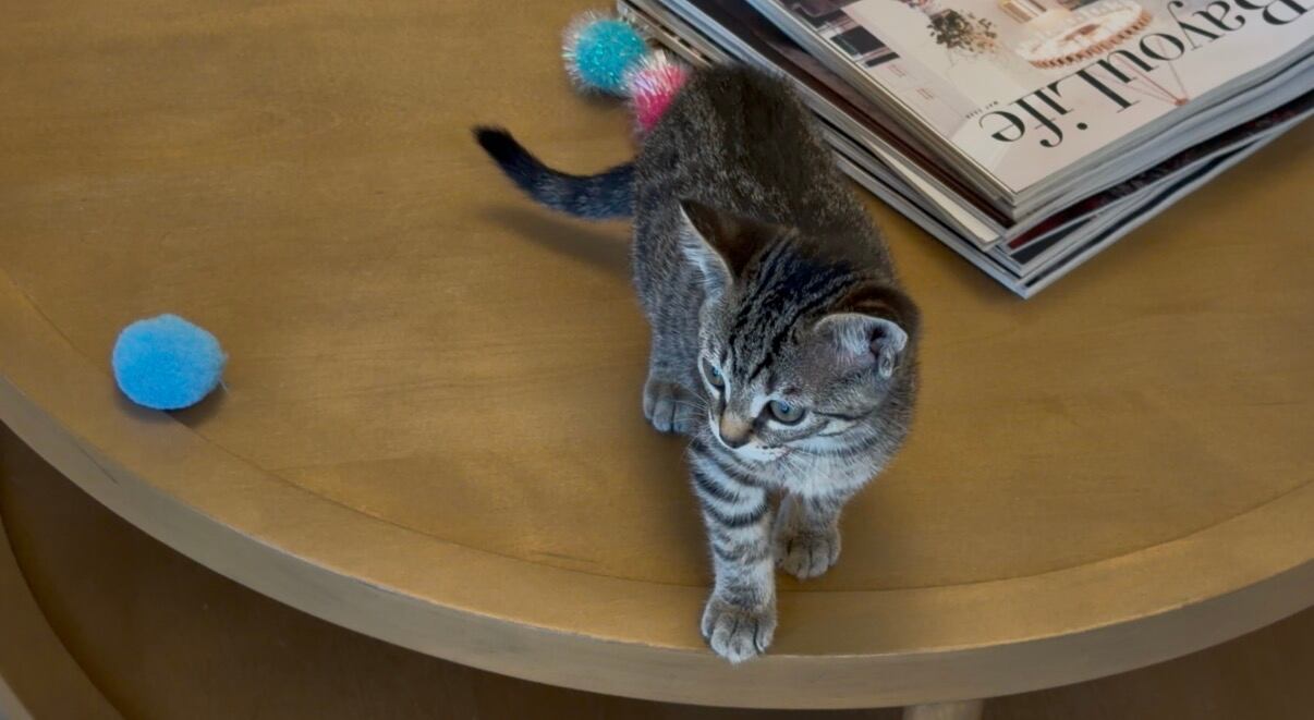 Vets urge early parasite prevention as flea, tick, screwworm season peaks