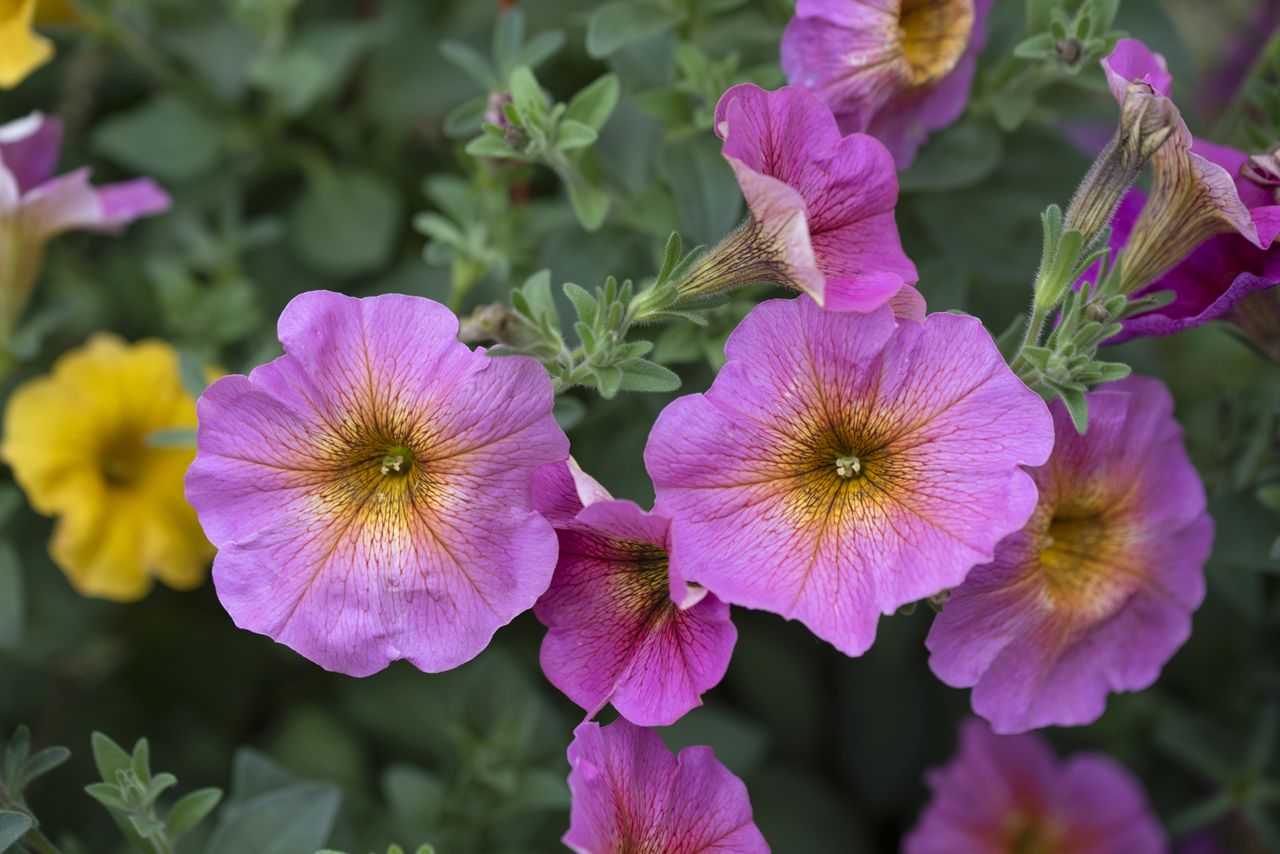 Petunia