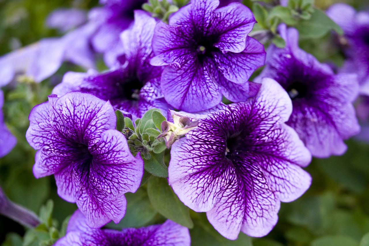 Purple petunias