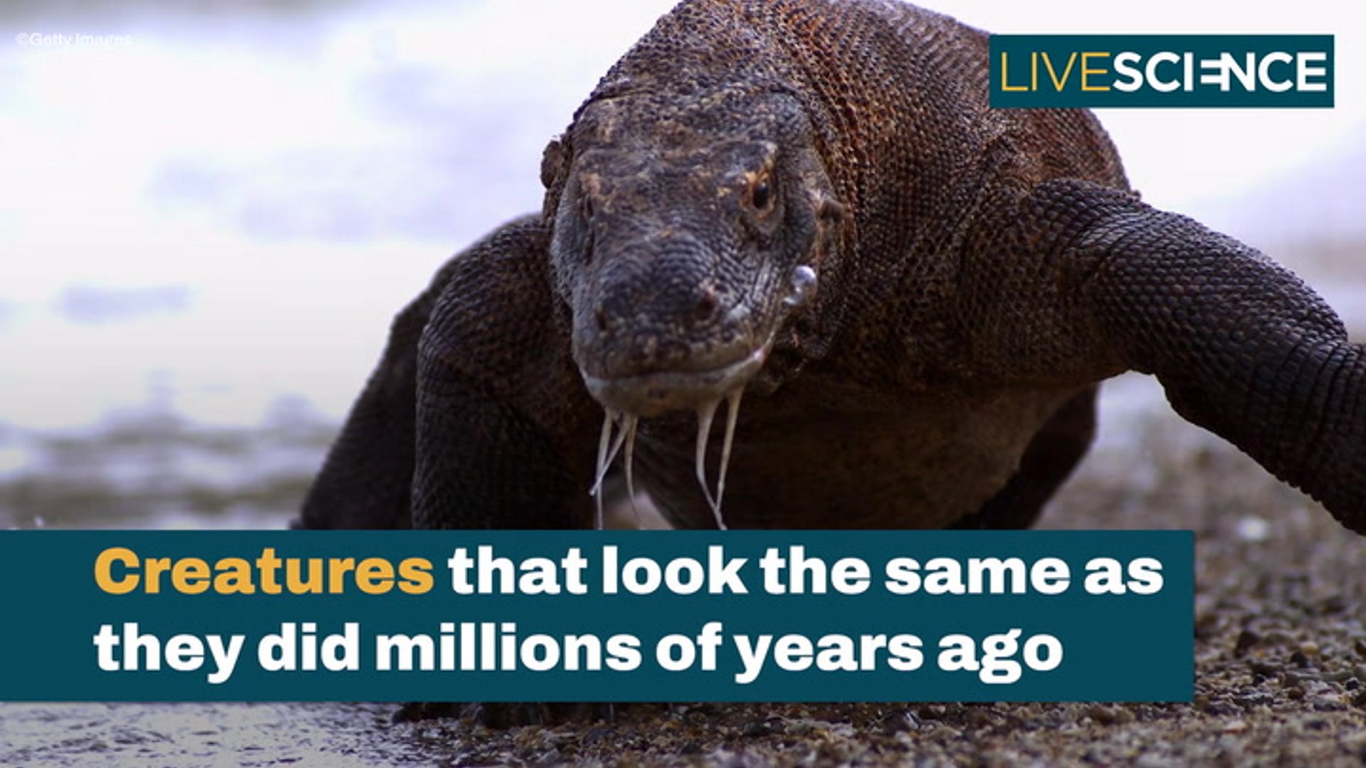 Creatures that look the same as they did millions of years ago