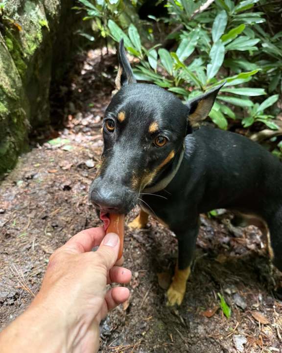 Missing dog rescued in Wolfe County after surviving cliff fall