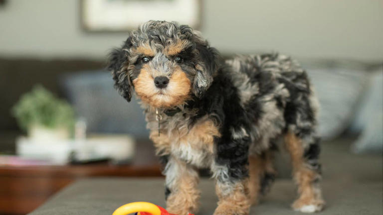 Rare merle cockapoo puppy is almost too cute to be real in adorable video