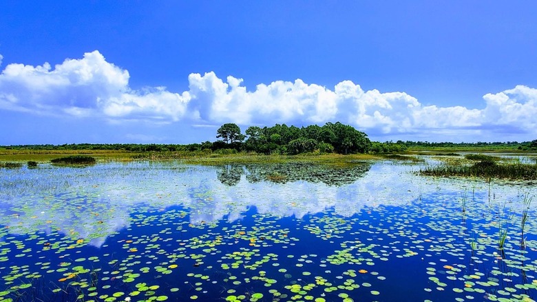 Forget the Everglades, visit Florida's lesser-known lake oasis with ...