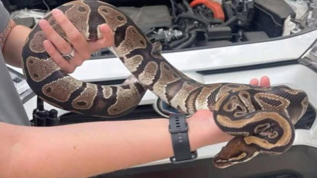 Florida deputies rescue live python from car engine, as neighbors call ...