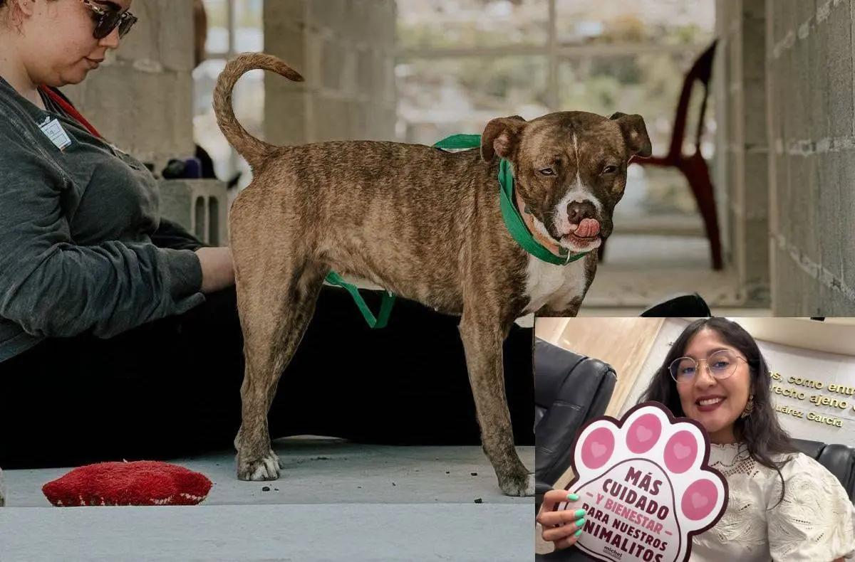State Congress demands full transparency from municipal animal control ...