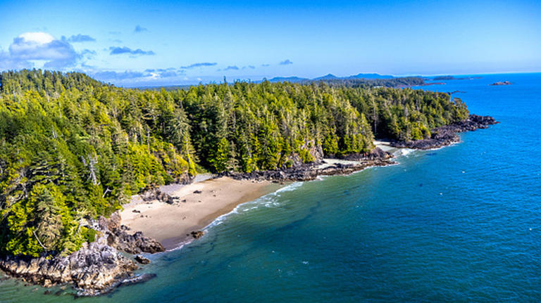 Canada's largest tree is a breathtaking West Coast gem nestled in ...
