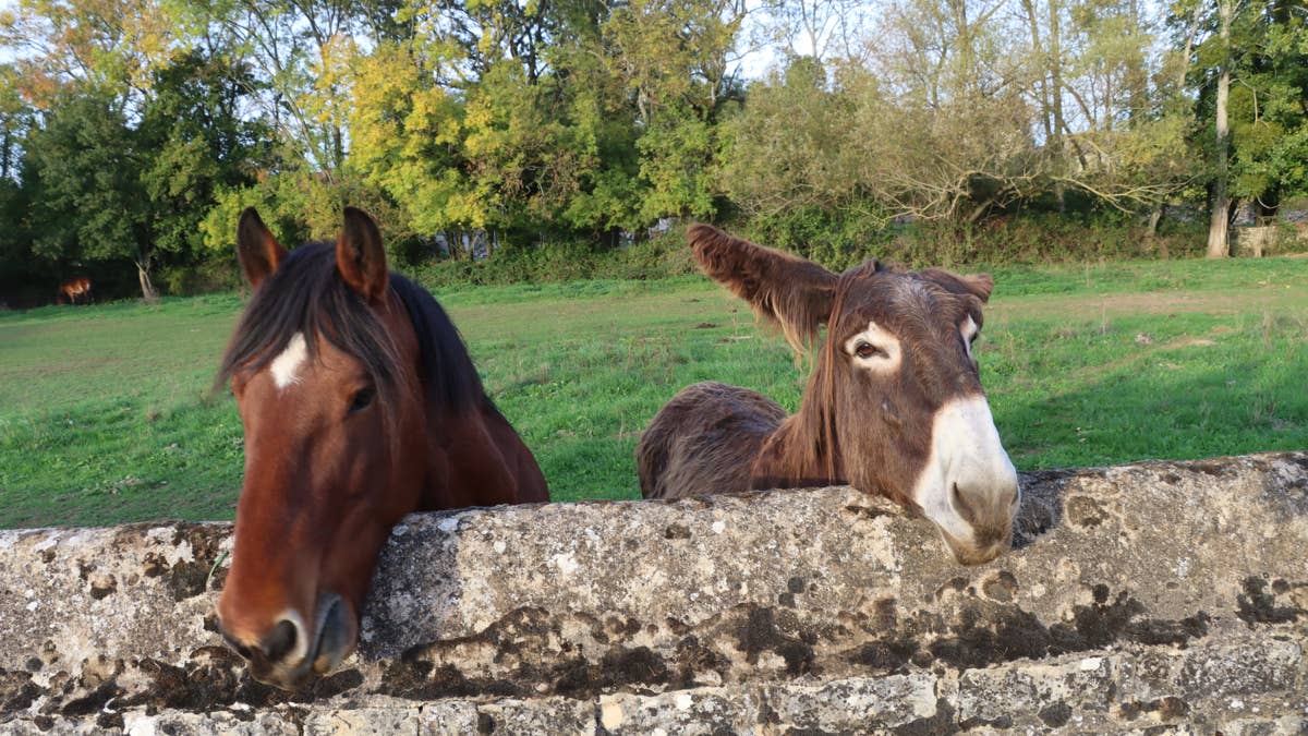 Horse Sees a Donkey for the First Time, and Things Get Weird Fast
