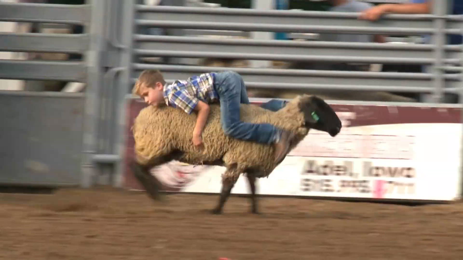 Watch: Mutton busting at the Dallas County Fair