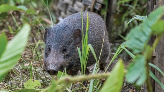 The big-stakes fight to save pygmy hog, the world's tiniest wild pig