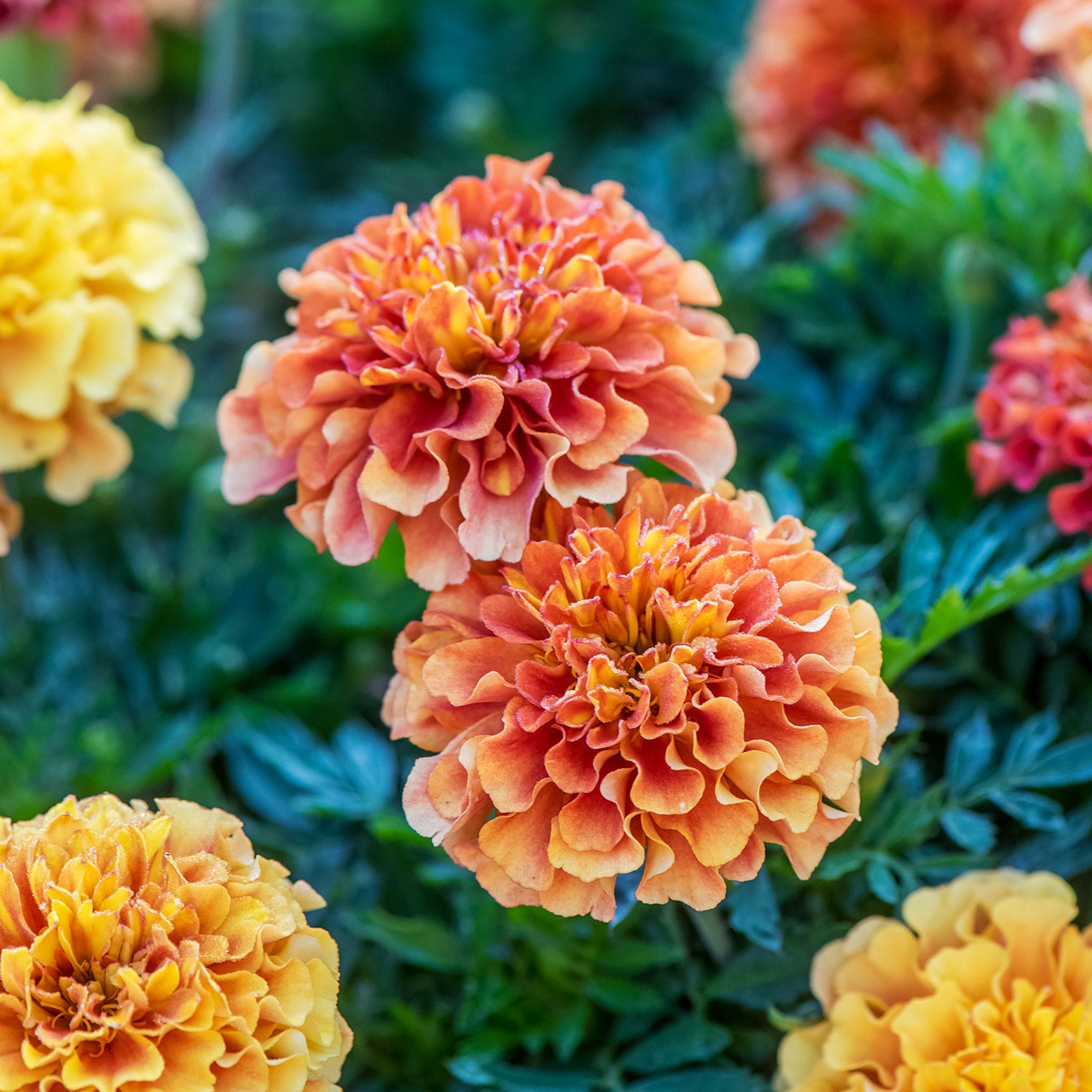 Strawberry Blonde Marigold Seeds & Plants