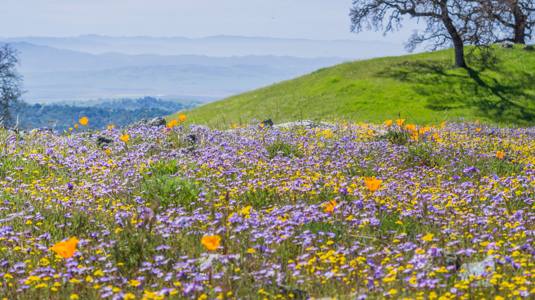 Northern California's Largest State Park Is A Wild Hidden Gem With Mild Weather And Wildflowers