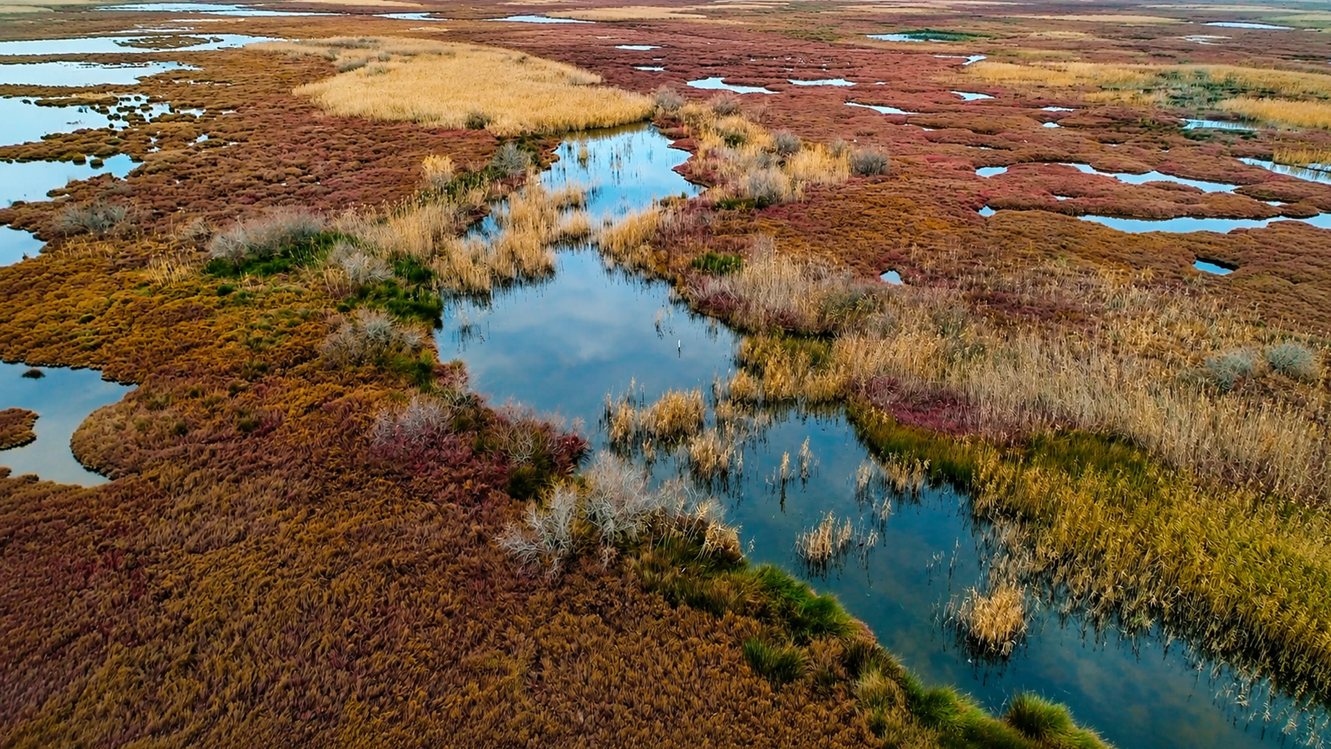 Wild birds across colorful wetlands and calm water