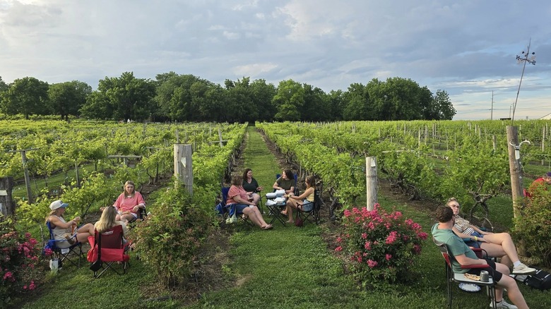 Groups of people sitting among the vines, in camp chairs, in the vineyard on a sunny day.