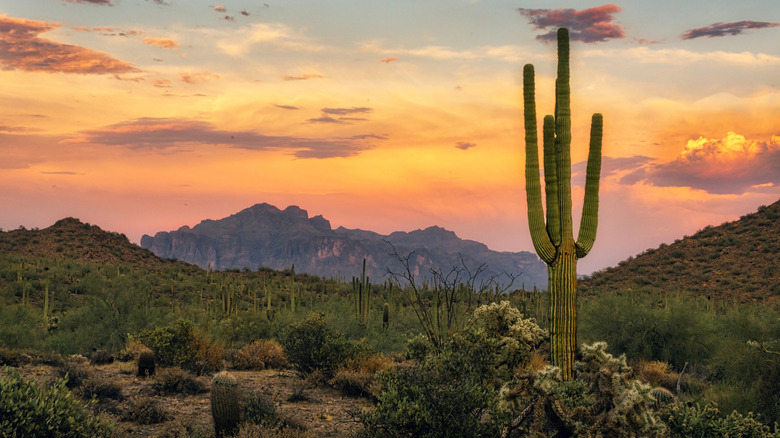 Arizona's Third-Largest City Is An Affordable Desert Getaway With Scenic Canyon Views And Warm Weather