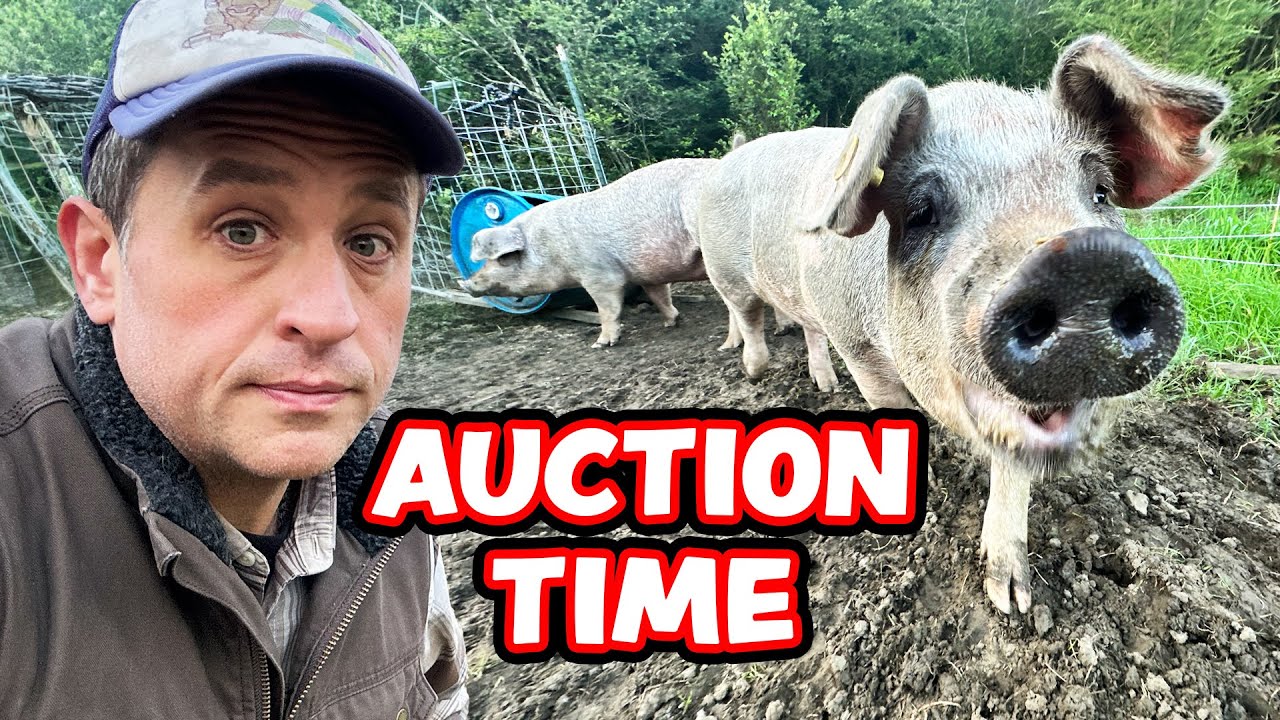 Rescue these farm pigs at a high-stakes auction