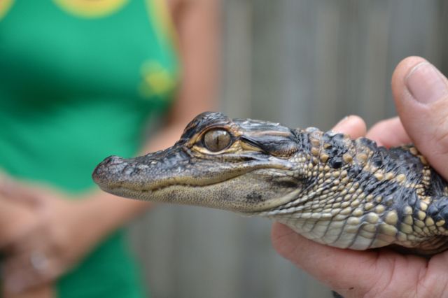 A small alligator being held.