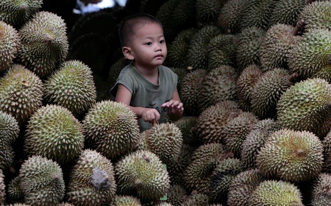 Bùng nổ tiệc sầu riêng ở Malaysia vì được mùa nhưng mất giá