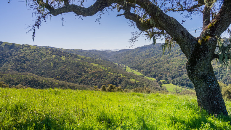 Northern California's Largest State Park Is A Wild Hidden Gem With Mild Weather And Wildflowers