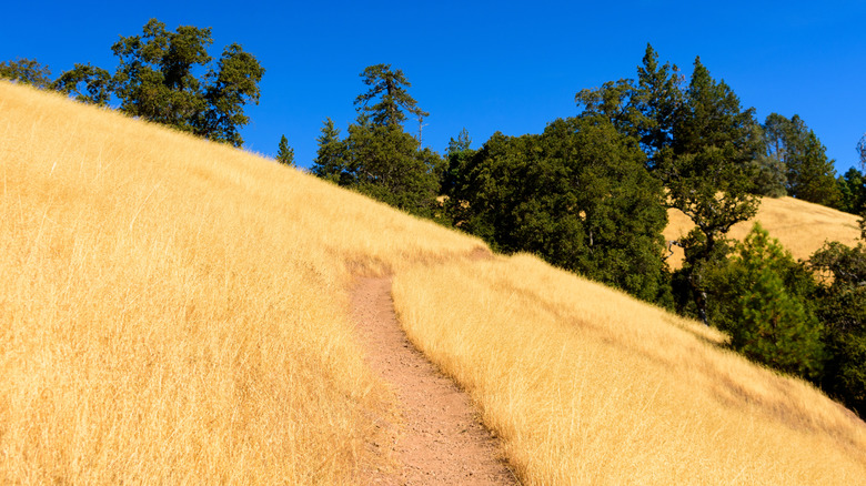 Northern California's Largest State Park Is A Wild Hidden Gem With Mild Weather And Wildflowers