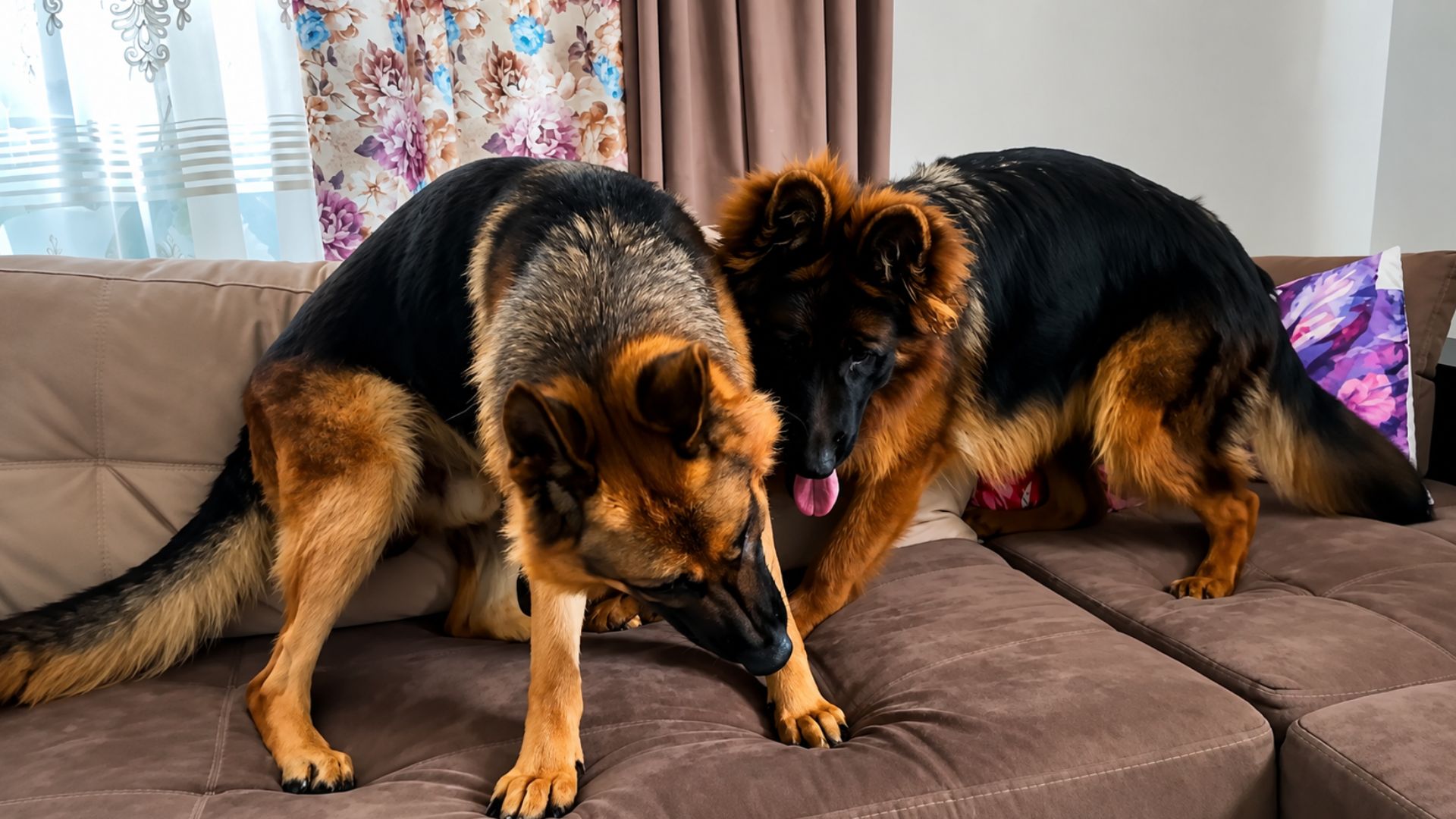 Female German shepherd wants attention from male German shepherd