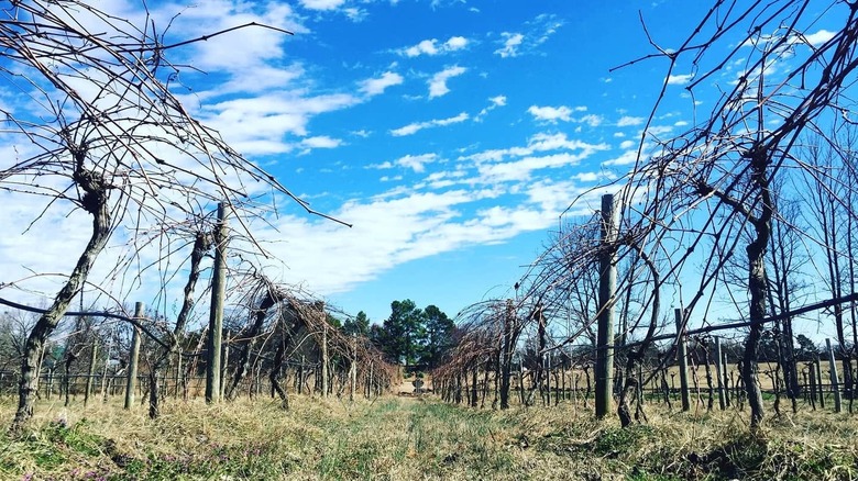 View in between a row of early-season, vineyard vines on a sunny day with whisps of white clouds.